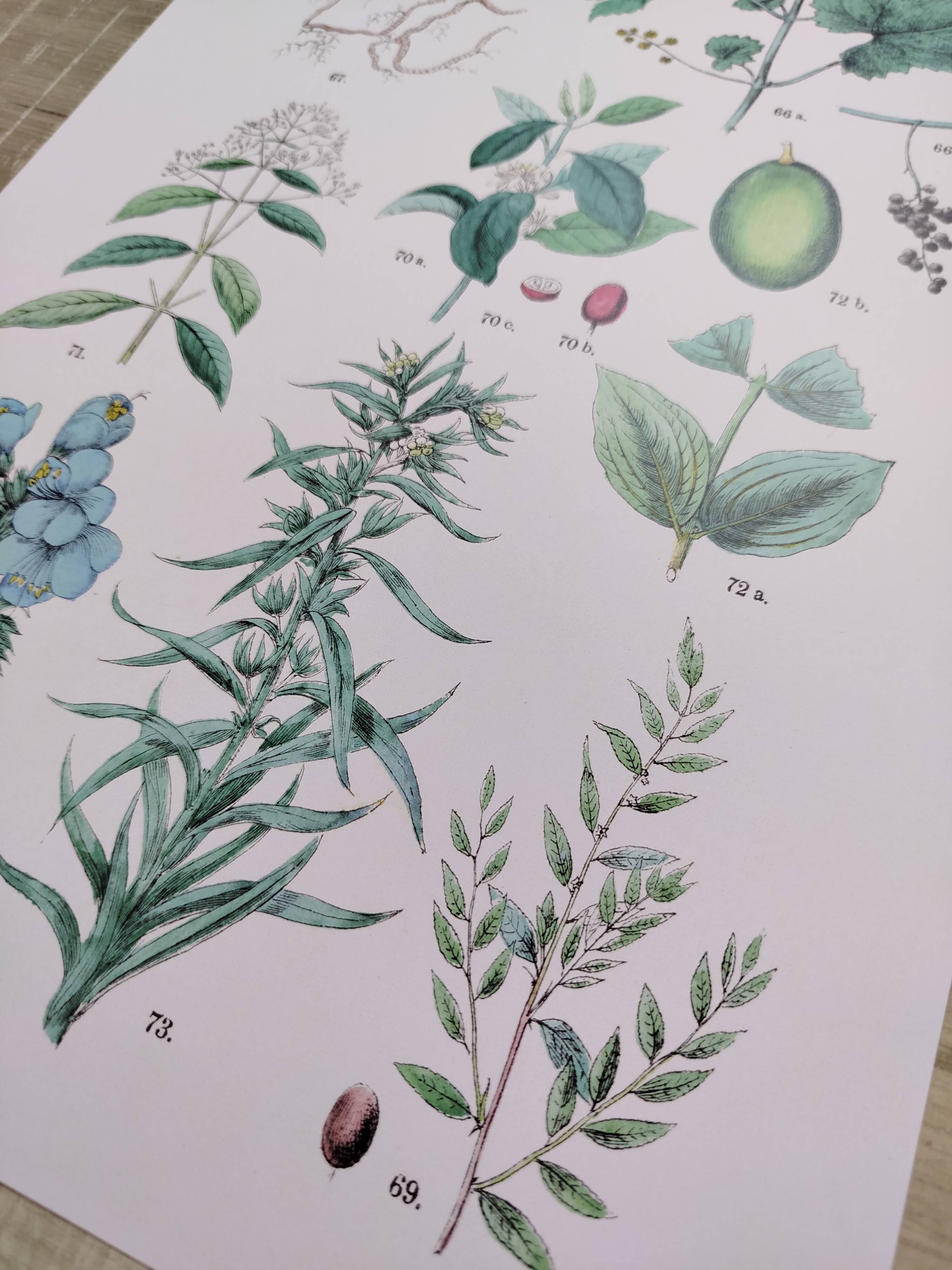 Affiche sur les plantes d'après une gravure de 1881 "vigne et café"