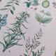 Plant poster based on an 1881 engraving "vine and coffee"