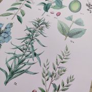 Plant poster based on an 1881 engraving "vine and coffee"