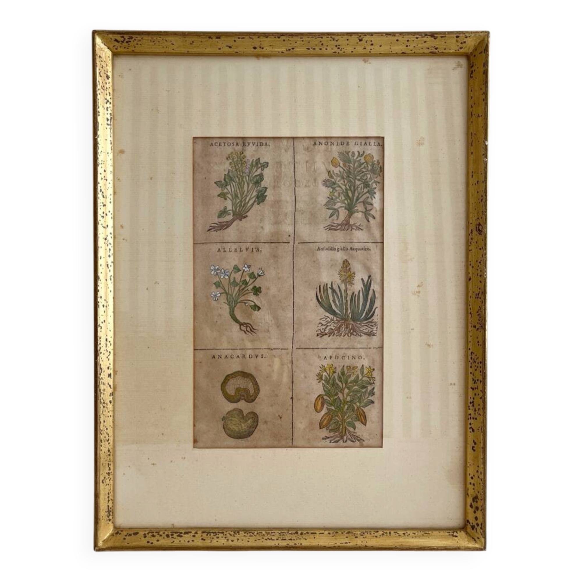 Lithograph botanical plate enhanced with watercolour.