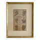 Lithograph botanical plate enhanced with watercolour.