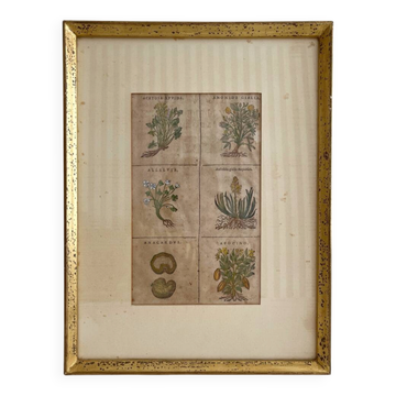 Lithograph botanical plate enhanced with watercolour.
