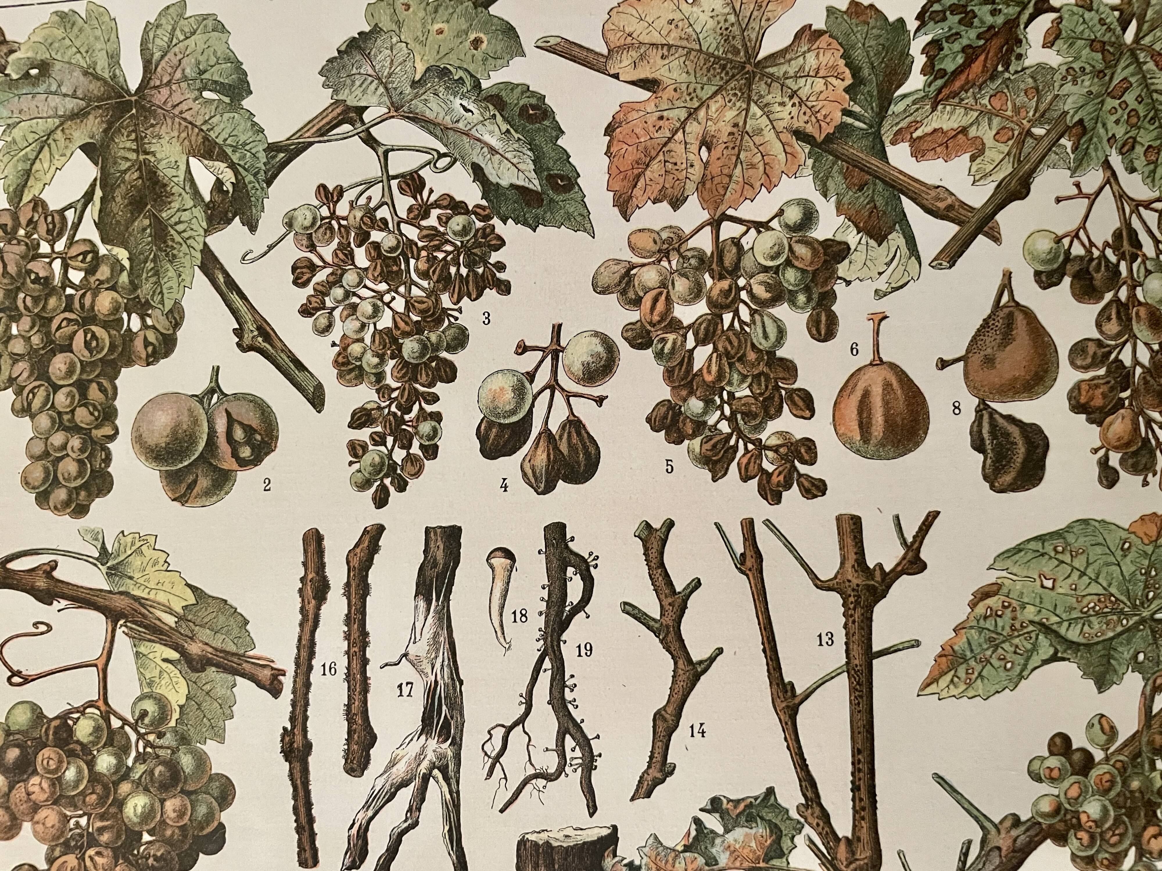 Lithograph on vine diseases from 1907 (Viticulture Vinification Oenology Grape Varieties)