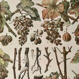 Lithograph on vine diseases from 1907 (Viticulture Vinification Oenology Grape Varieties)