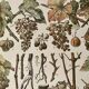 Lithograph on vine diseases from 1907 (Viticulture Vinification Oenology Grape Varieties)
