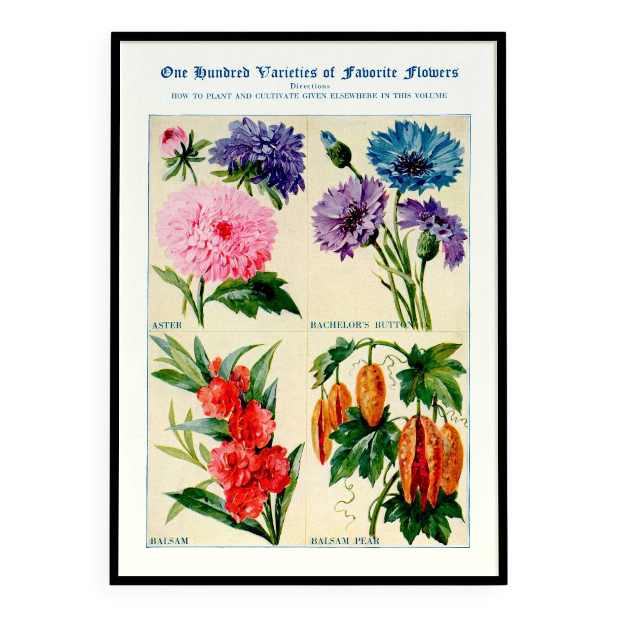 Poster about asters, cornflowers, balsams and bittersweet