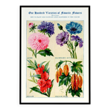 Poster about asters, cornflowers, balsams and bittersweet