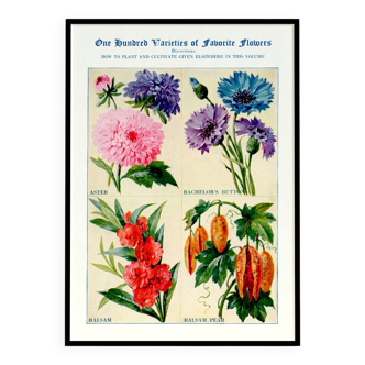 Poster about asters, cornflowers, balsams and bittersweet