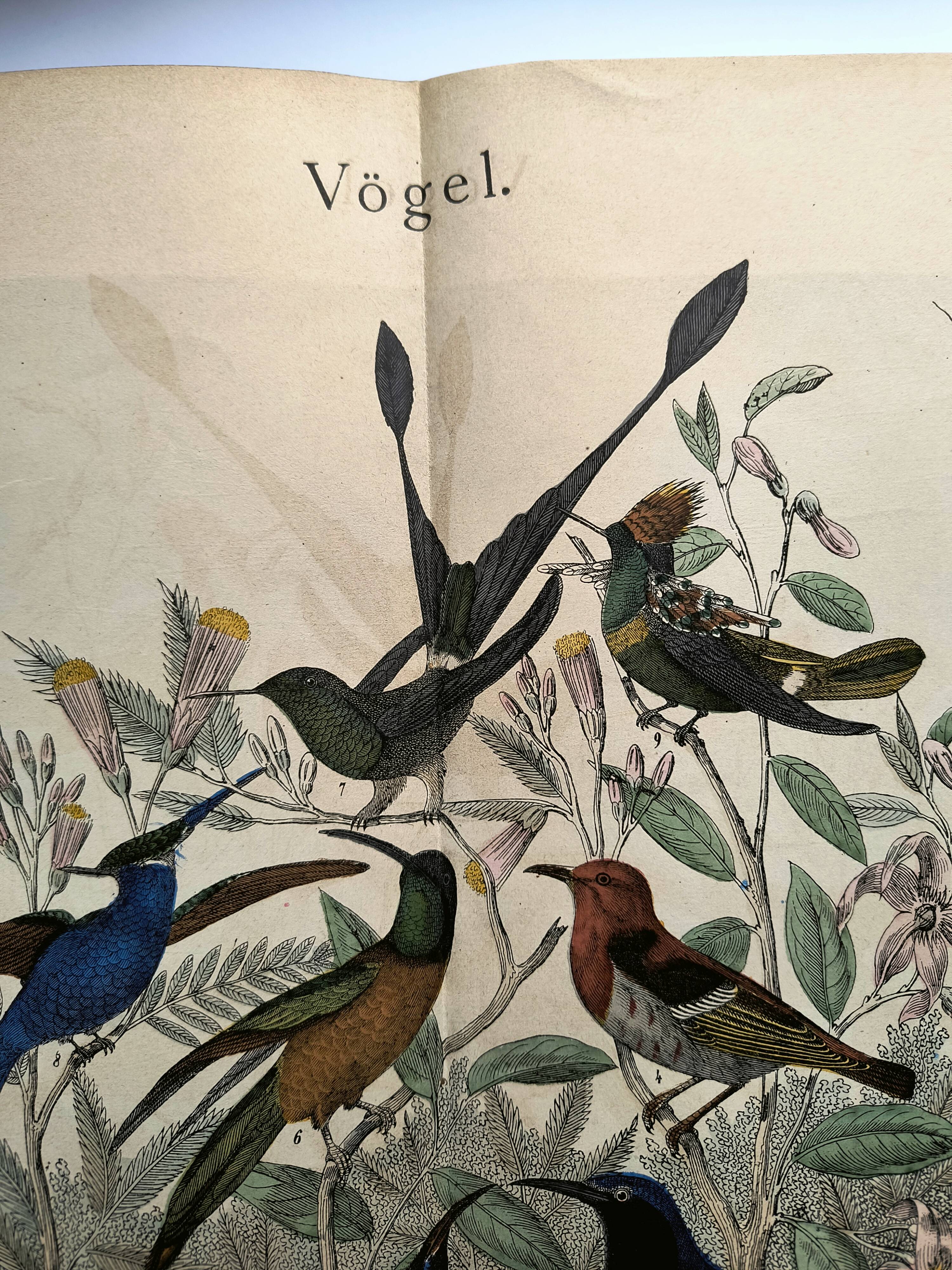 Old engraving from 1886 - Tropical and exotic birds - vintage plate