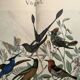 Old engraving from 1886 - Tropical and exotic birds - vintage plate
