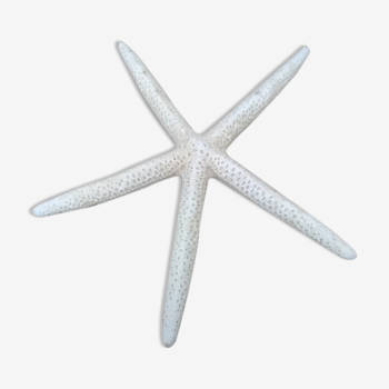 Authentic white starfish