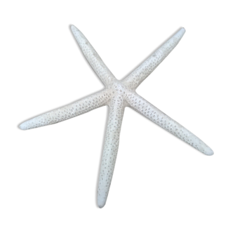 Authentic white starfish