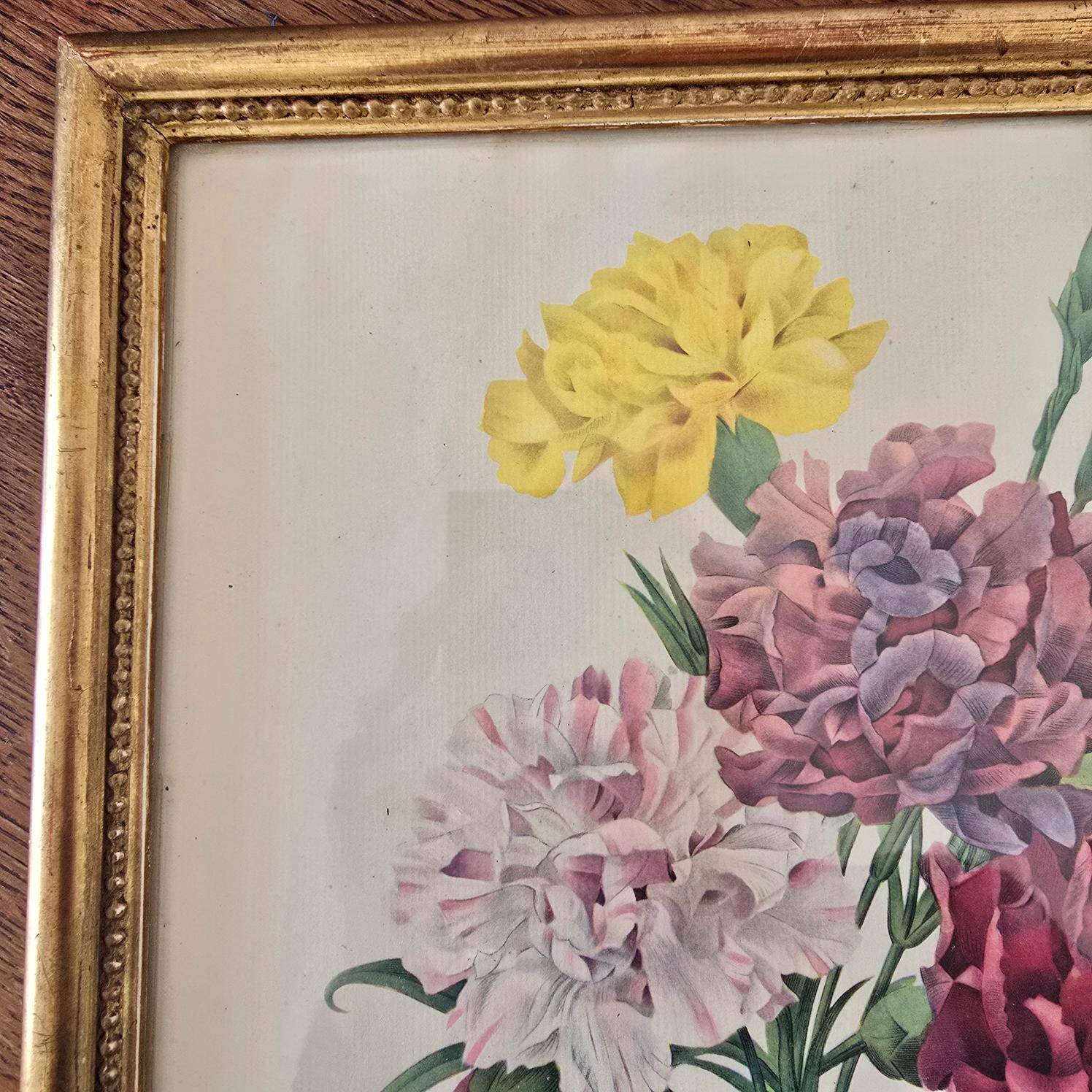 Antique botanical frame – “Carnation Variety” – Gilded wood