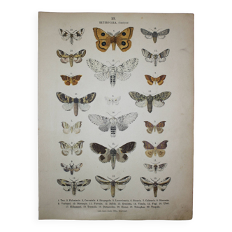 Lithographie ancienne de Papillons - Gravure de 1887 - Tau - Illustration vintage