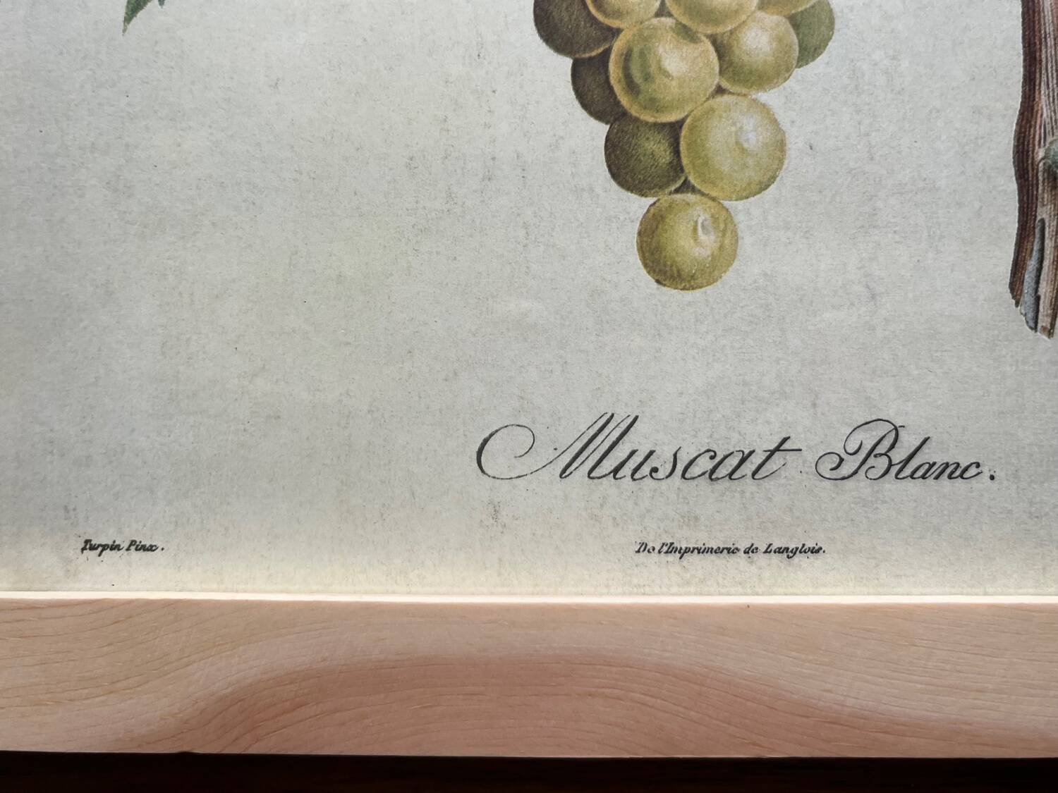 Botanical poster muscat - Turpin