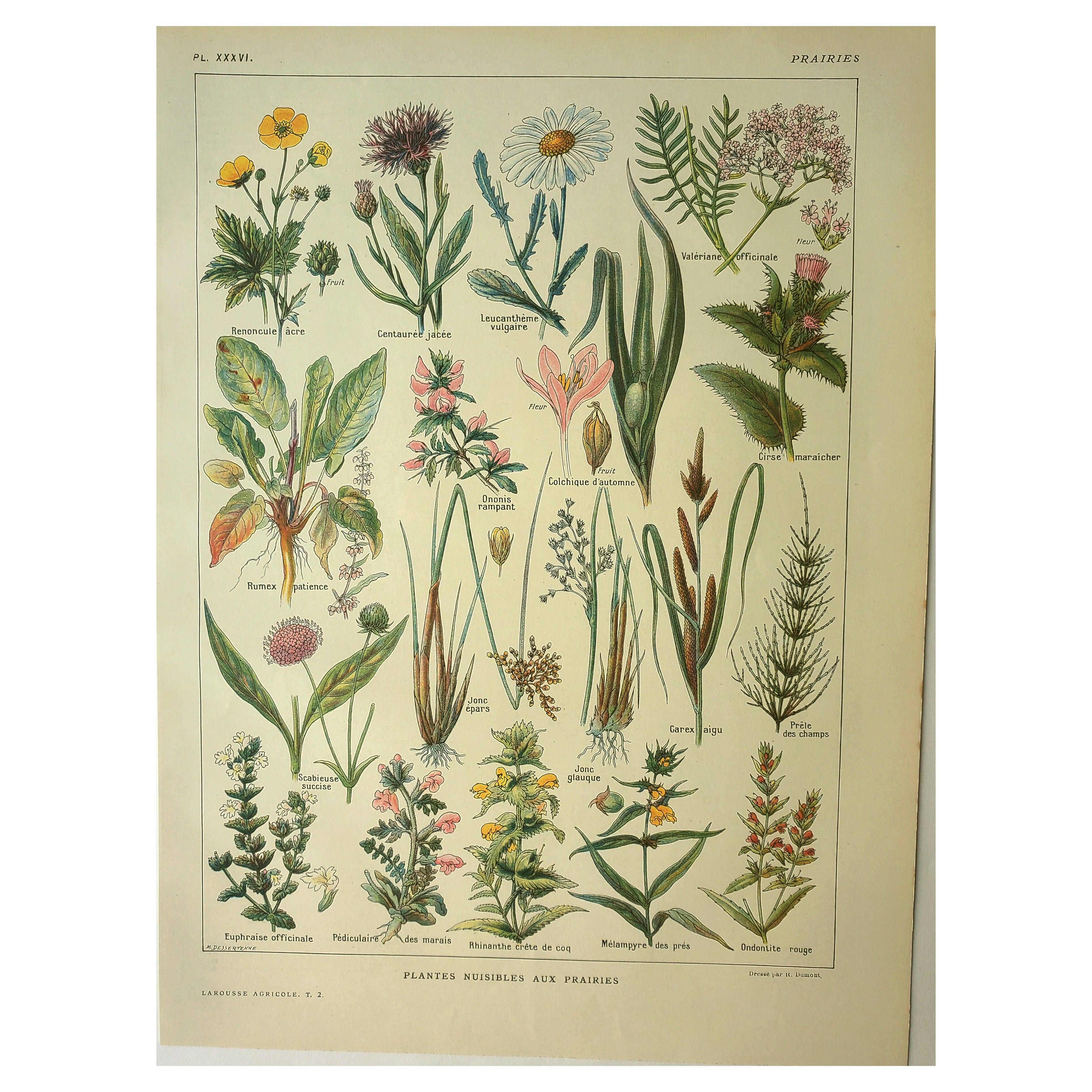 Botanical plate 1921 by Dessertenne. Prairie flora (2) Engraving. old