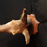 Hunting trophy