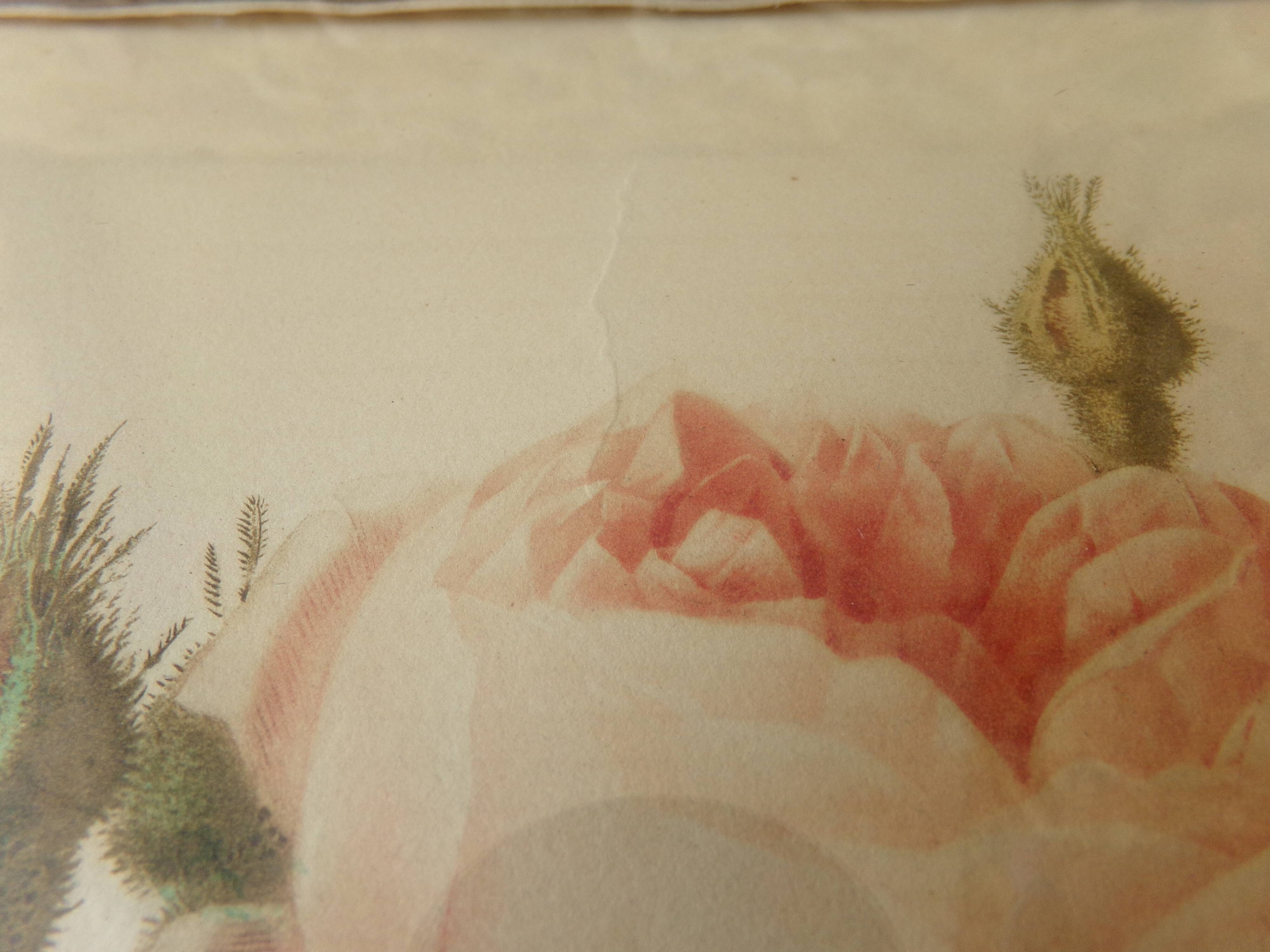 Framed antique lithograph by Pierre-Joseph Redouté