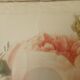 Framed antique lithograph by Pierre-Joseph Redouté