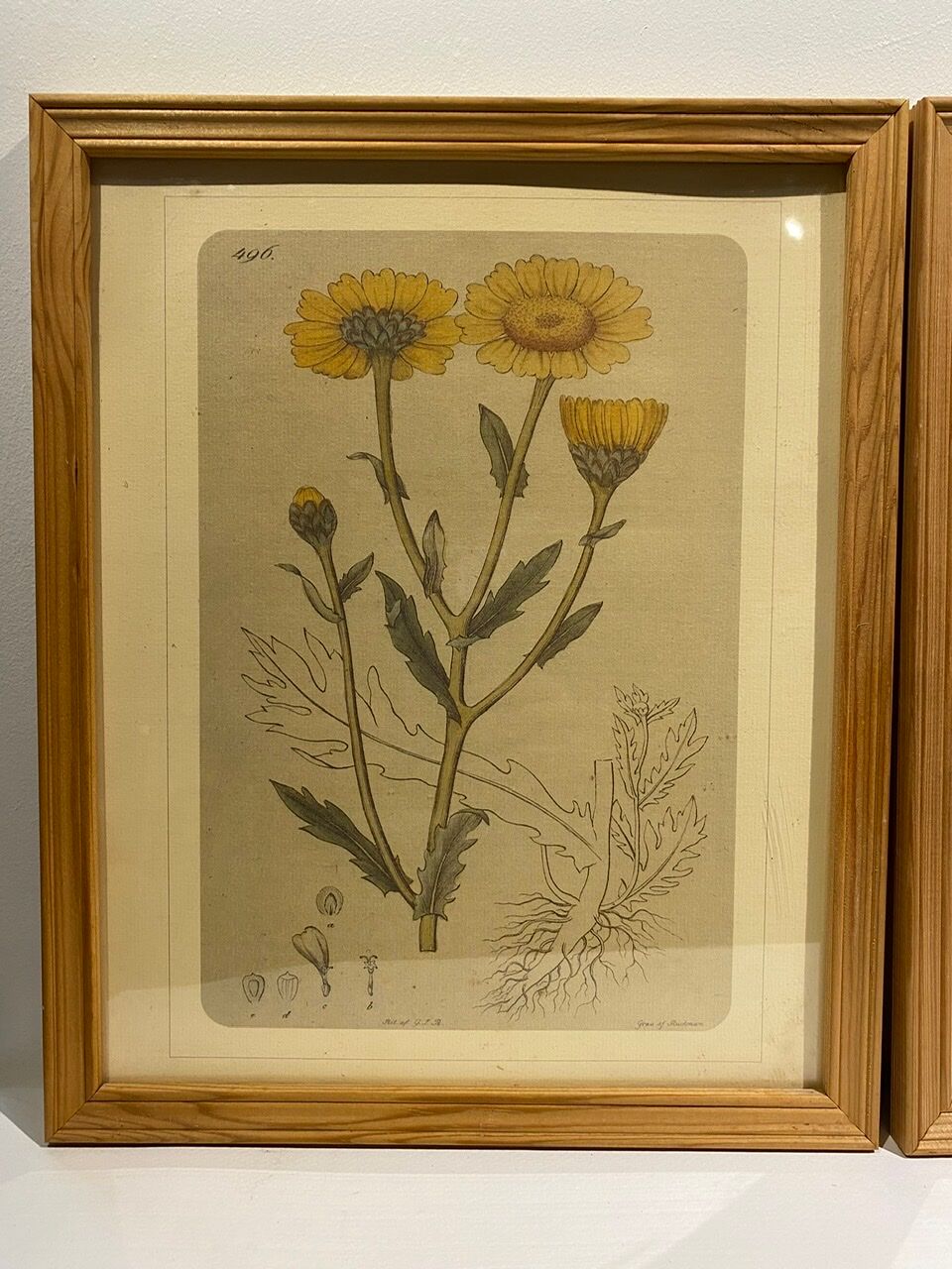 Two framed botanical boards, violets and chrysanthemums