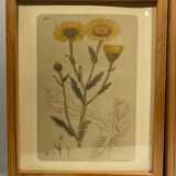 Two framed botanical boards, violets and chrysanthemums