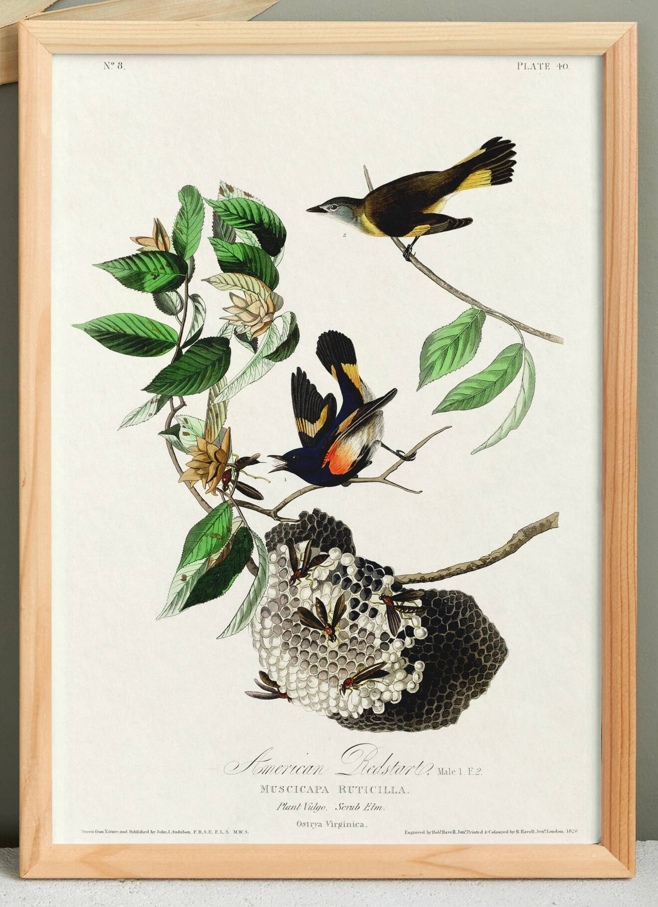 Poster of the Flickering Flycatcher, after an old engraving from 1827