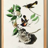 Poster of the Flickering Flycatcher, after an old engraving from 1827