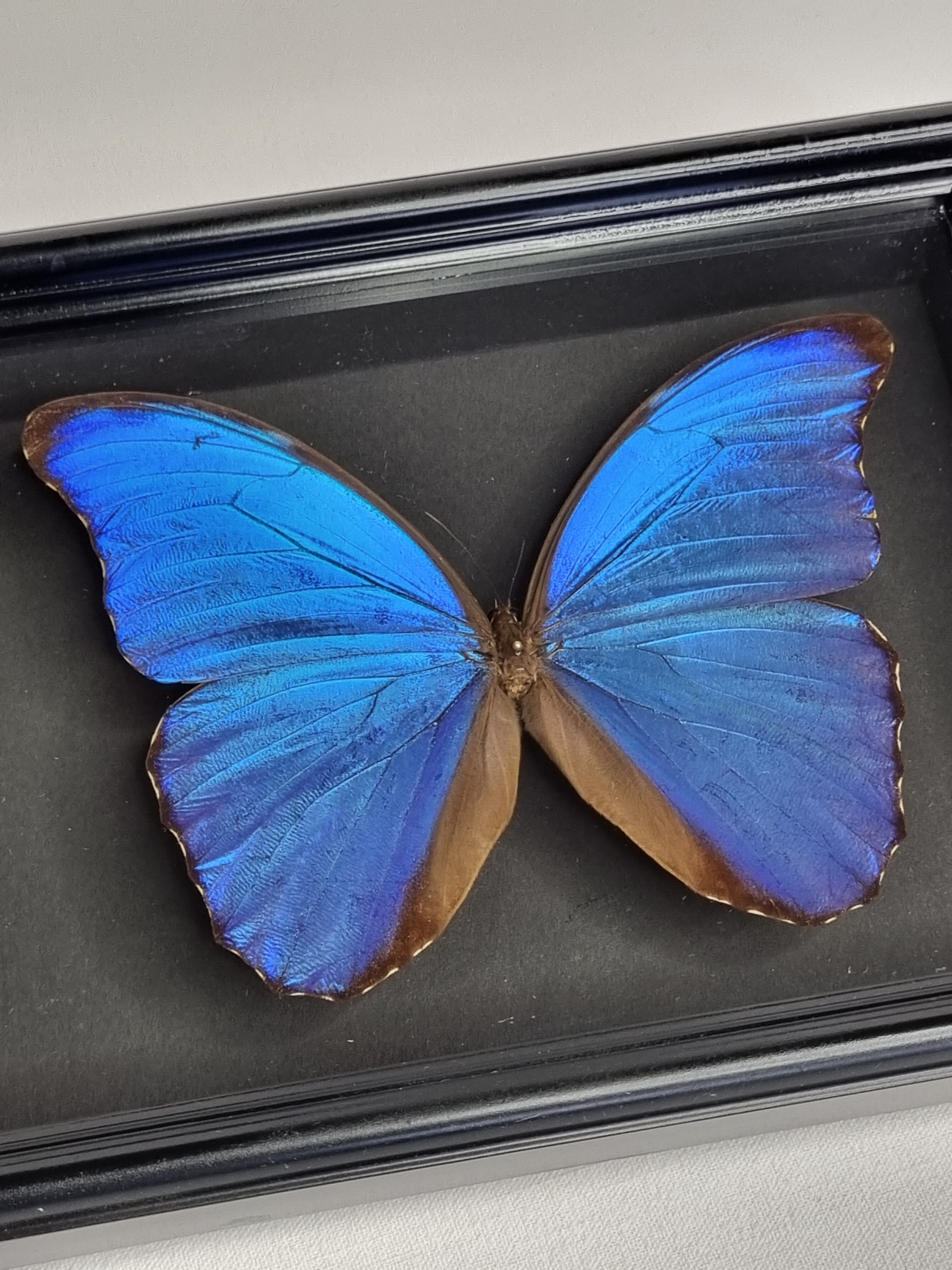 Stuffed butterflies, composition framed under glass, 35 cm