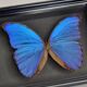 Stuffed butterflies, composition framed under glass, 35 cm