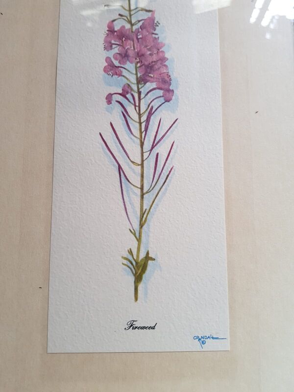 Série 4 Anciennes Planches Botaniques Fleurs GRANDALL + Cadre Bois Doré Vintage