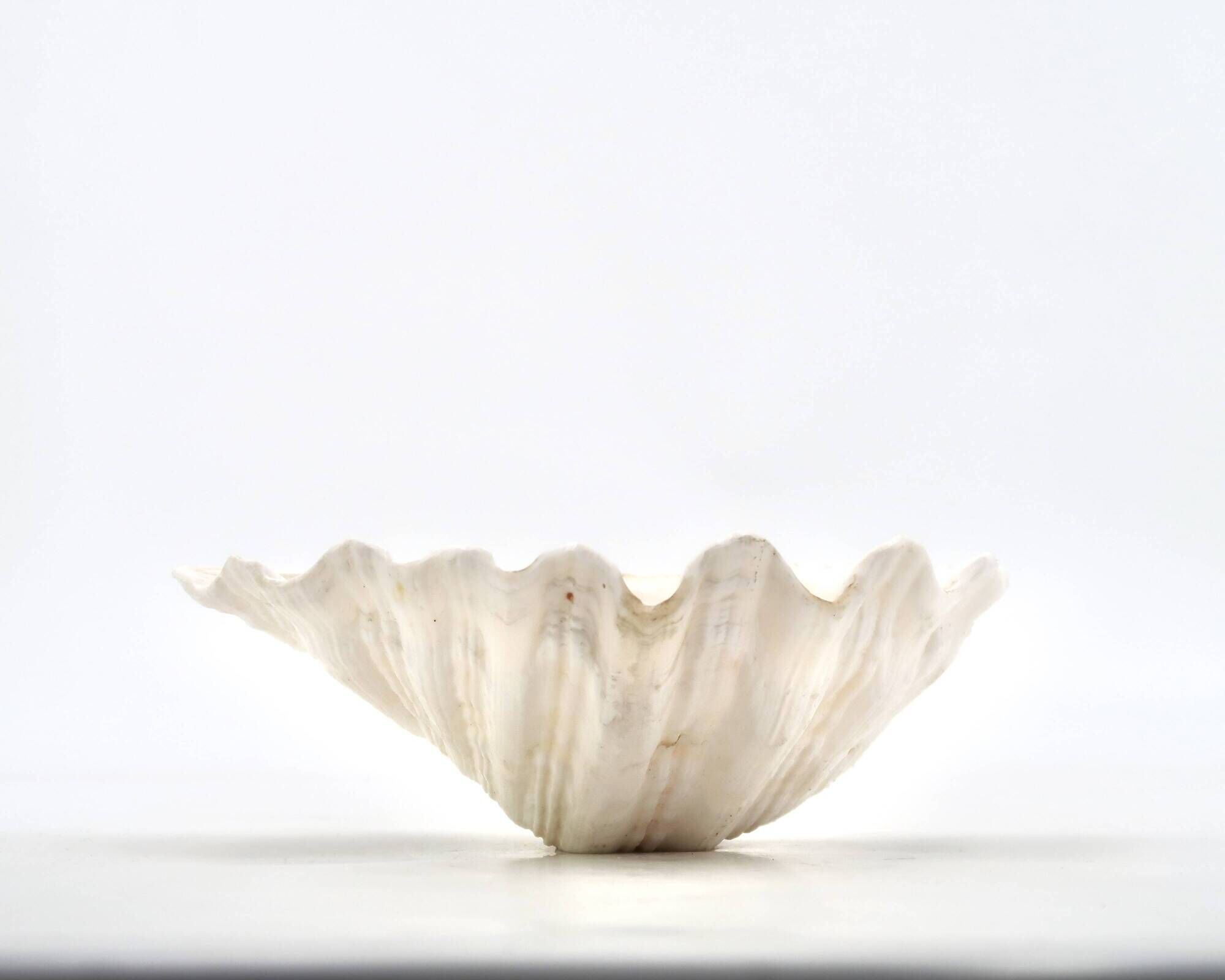 Natural white shell vide poche, vintage 1970s.