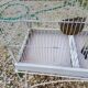 Iron Bird Cage 1900