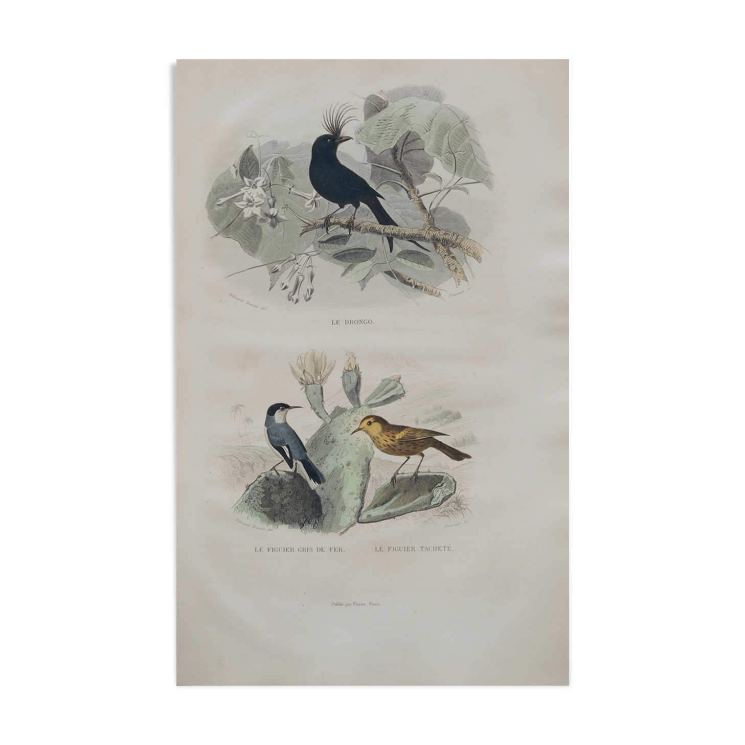 Lithography engraving vintage exotic birds