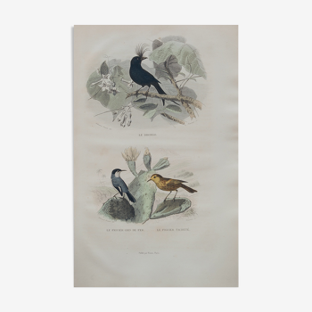 Lithographie gravure oiseaux exotiques vintage