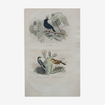 Lithography engraving vintage exotic birds