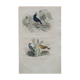 Lithography engraving vintage exotic birds