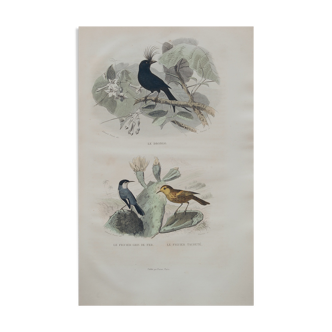 Lithographie gravure oiseaux exotiques vintage