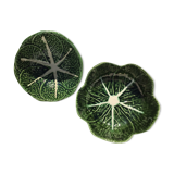 2 bowls slurry cabbage