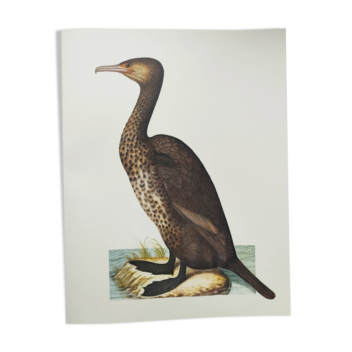Old board -Great Cormorant- Vintage zoological and ornithological illustration - Bird