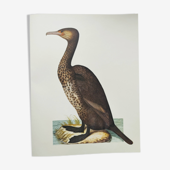Planche ancienne -Grand Cormoran- Illustration zoologique et ornithologique vintage - Oiseau