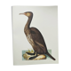 Planche ancienne -Grand Cormoran- Illustration zoologique et ornithologique vintage - Oiseau