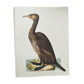 Planche ancienne -Grand Cormoran- Illustration zoologique et ornithologique vintage - Oiseau