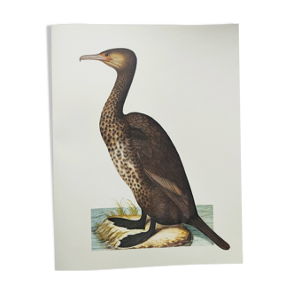 Old board -Great Cormorant- Vintage zoological and ornithological illustration - Bird