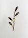 Applique murale en laiton floral par Rupert Nikoll
