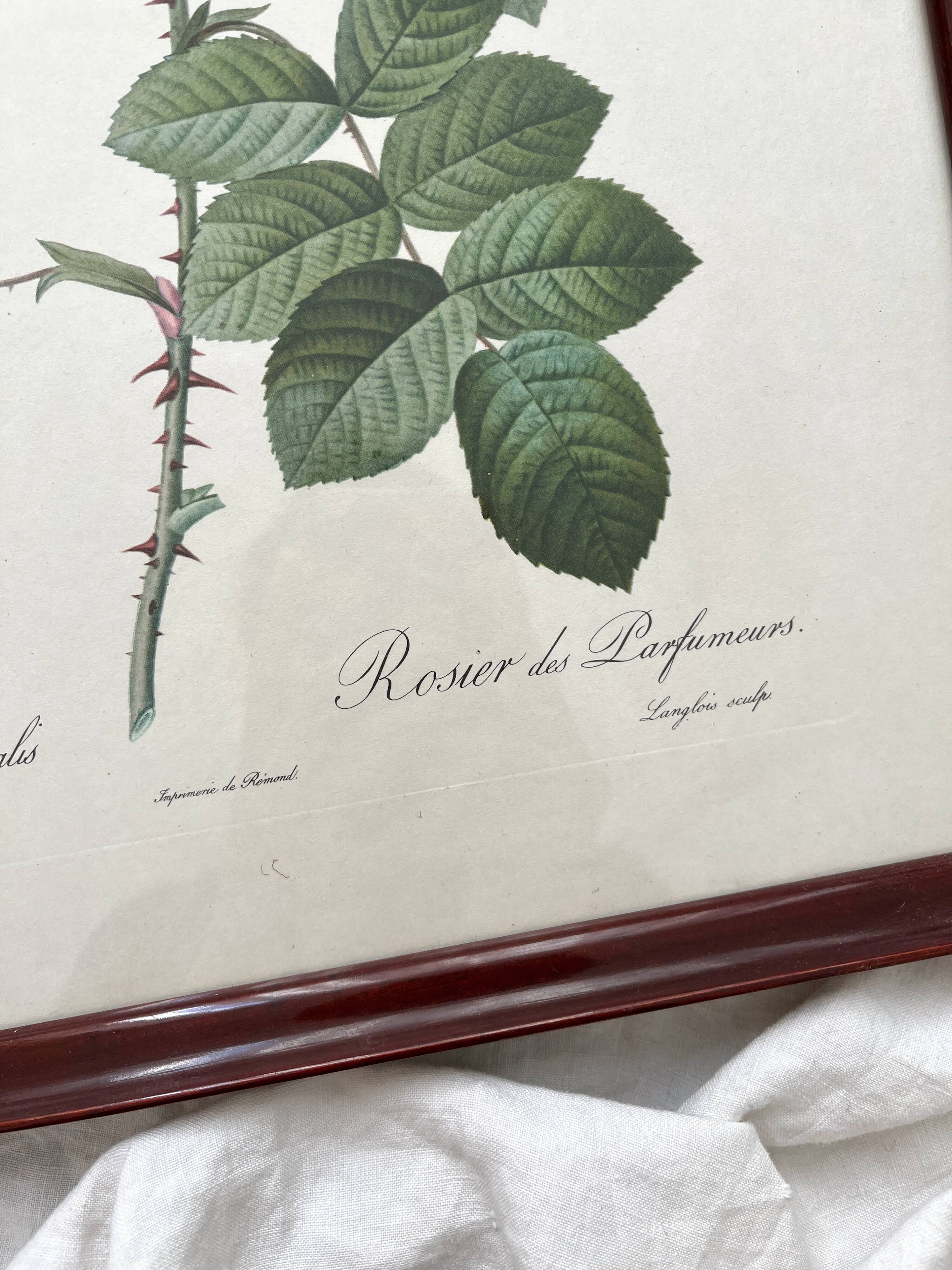 Framed lithograph of roses by Pierre Joseph Redouté, vintage botanical poster