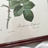 Framed lithograph roses Pierre Joseph Redouté, vintage botanical poster