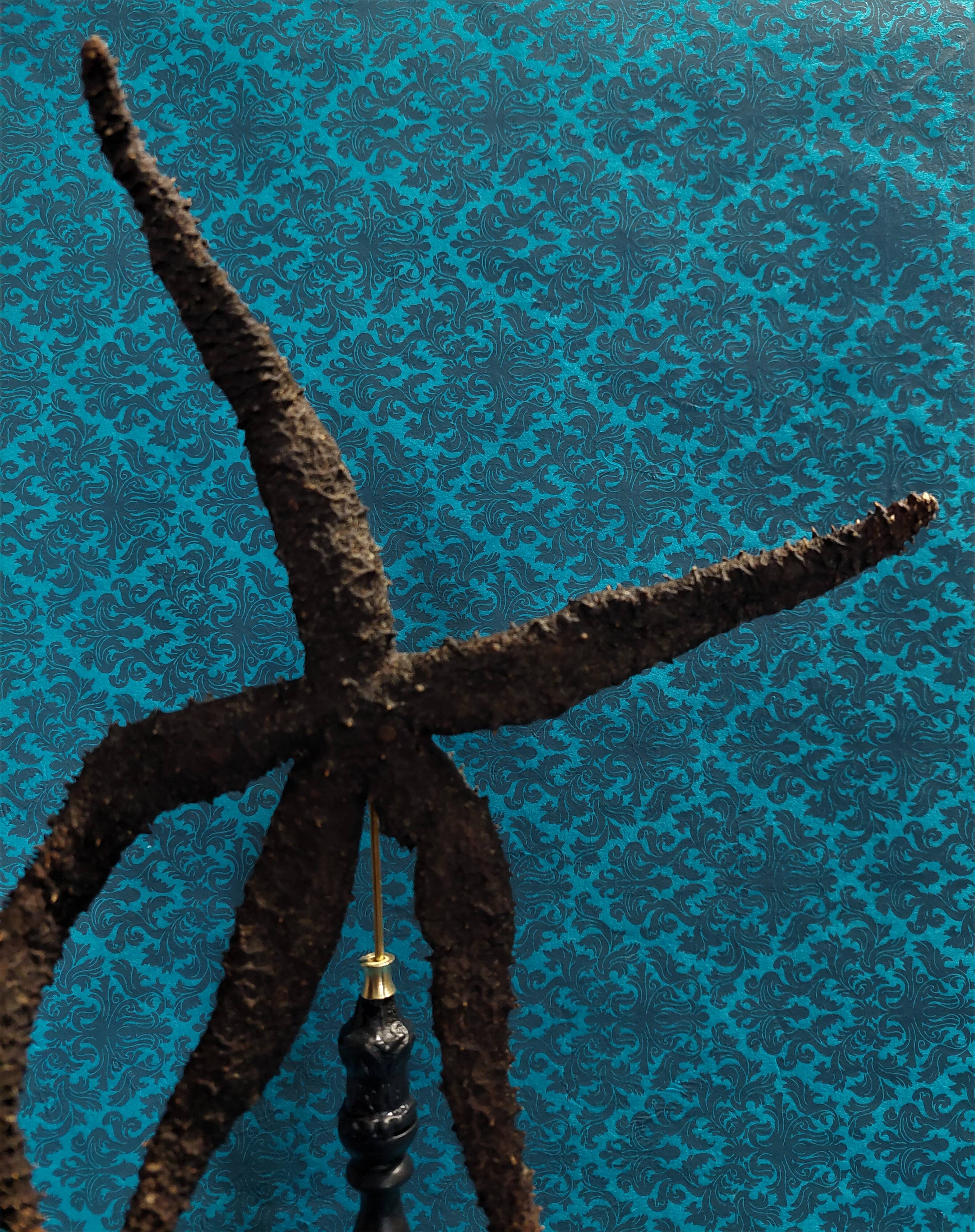 Cabinet de curiosités étoile de mer noire marthasterias glacialis sur socle