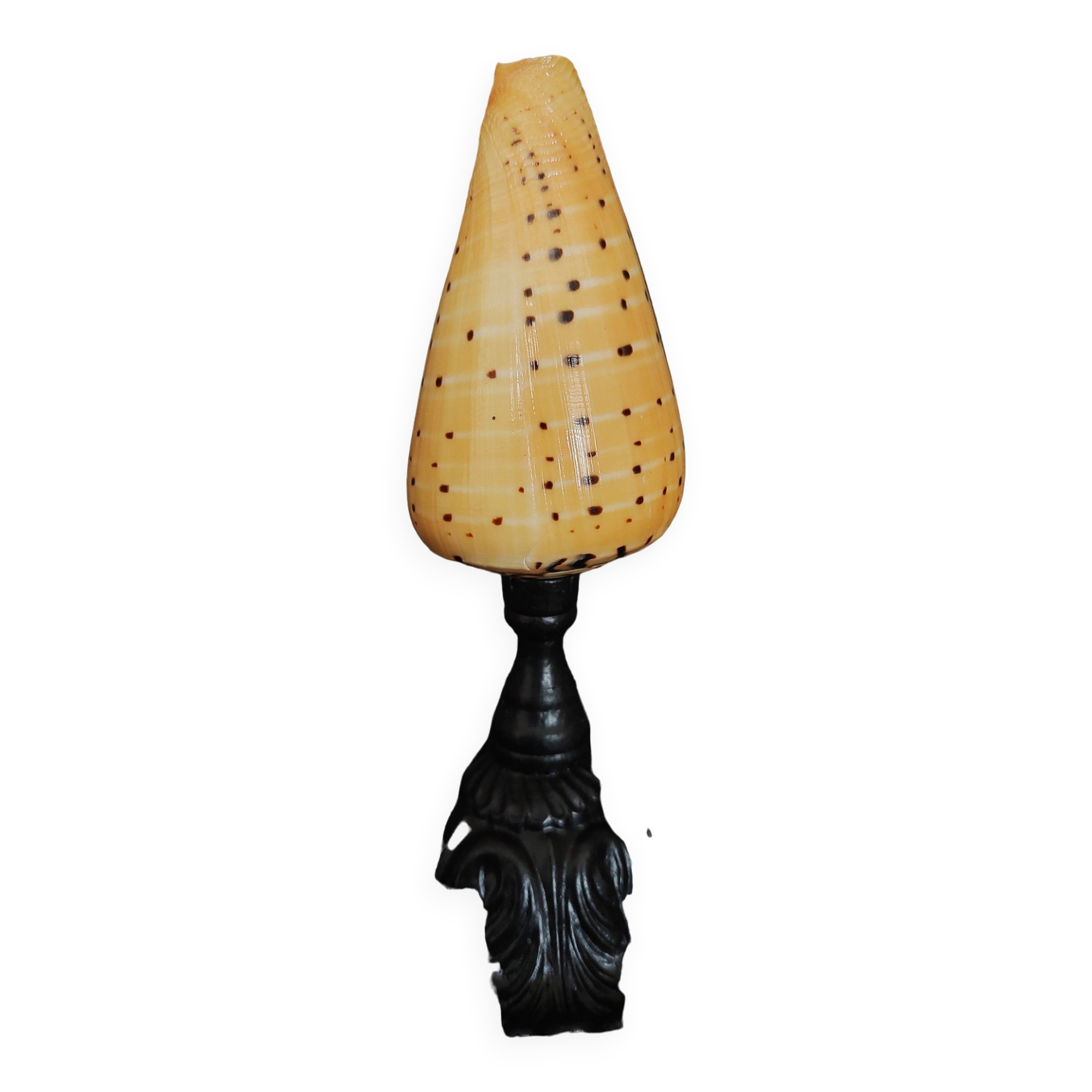 Cabinet of Curiosities conus betulinus shell on base