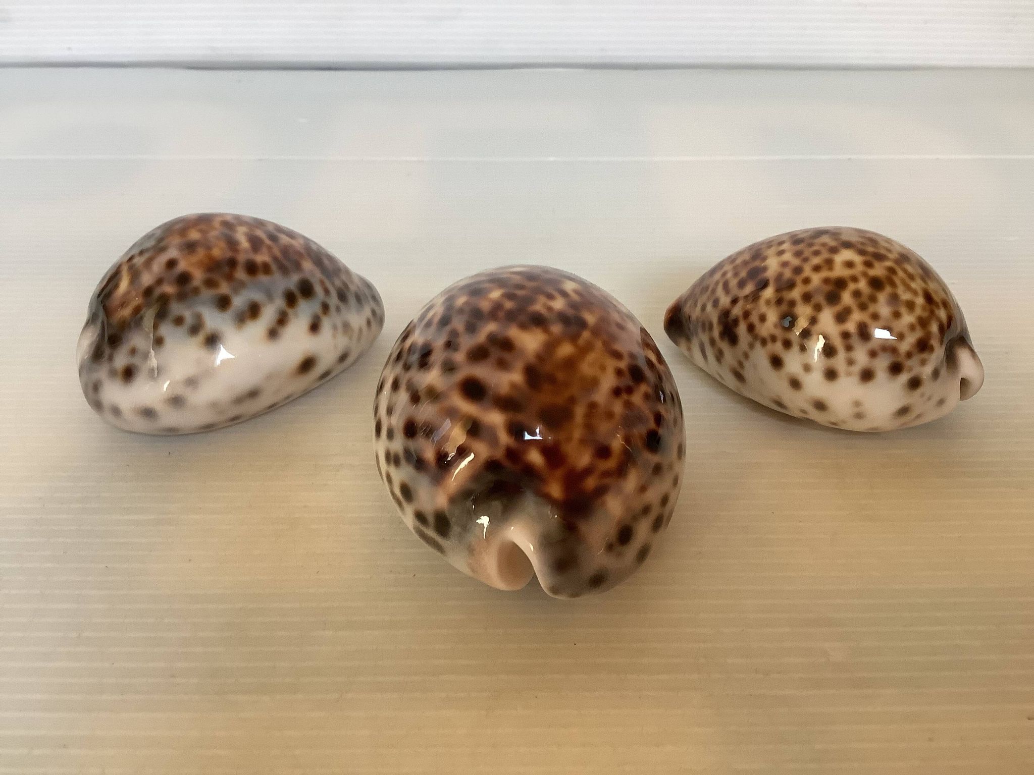 Trio de coquillages cypraea tigris