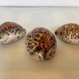 Trio of tiger cowrie shells